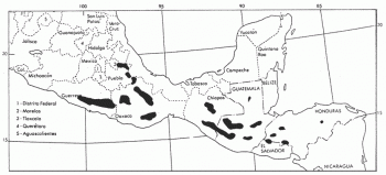 Pinus ayacahuite