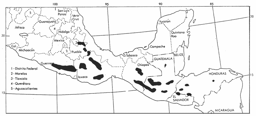 Pinus ayacahuite