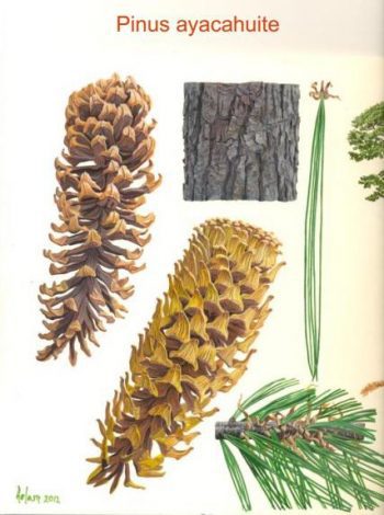 Pinus ayacahuite