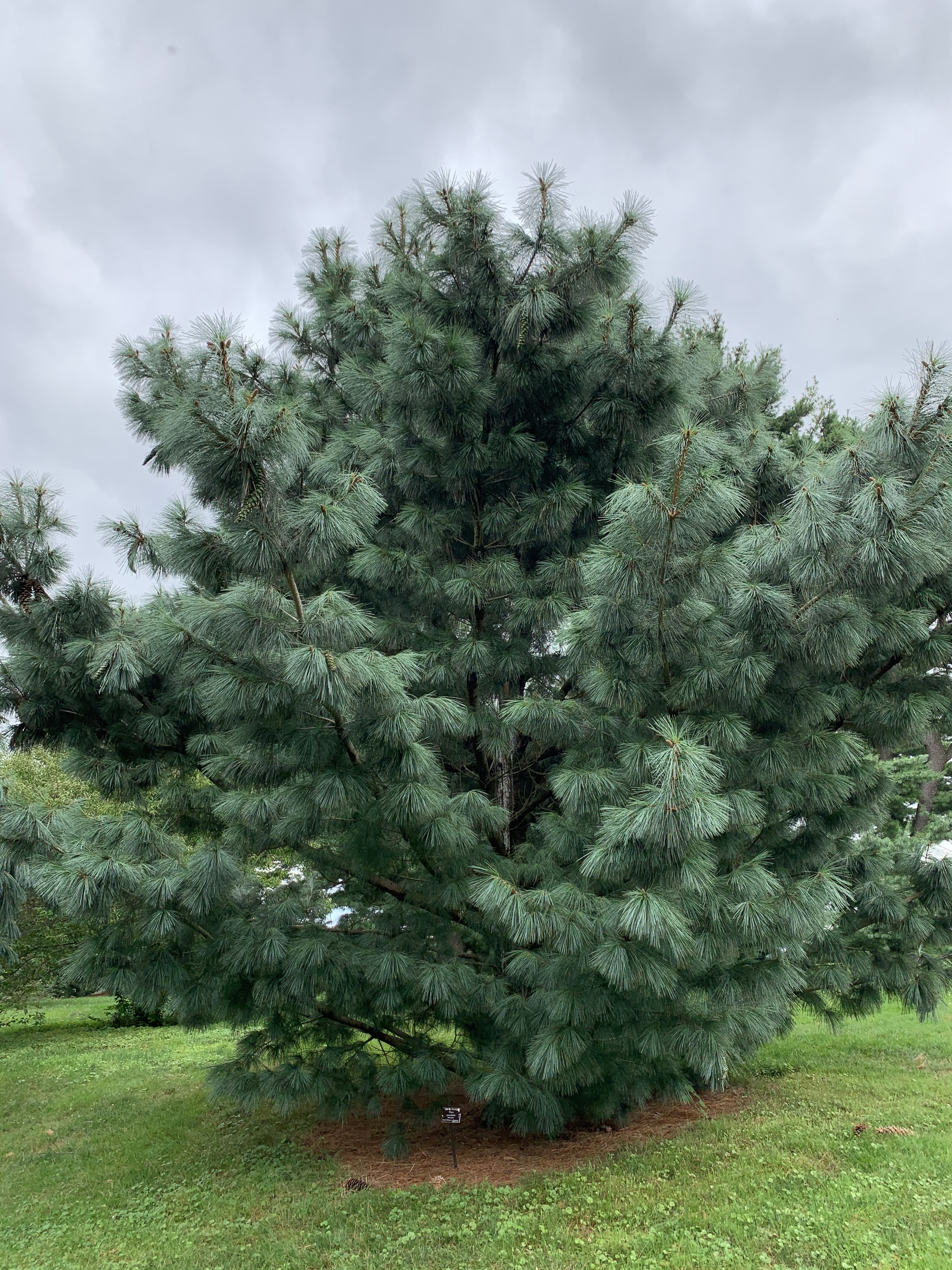 Pinus ayacahuite