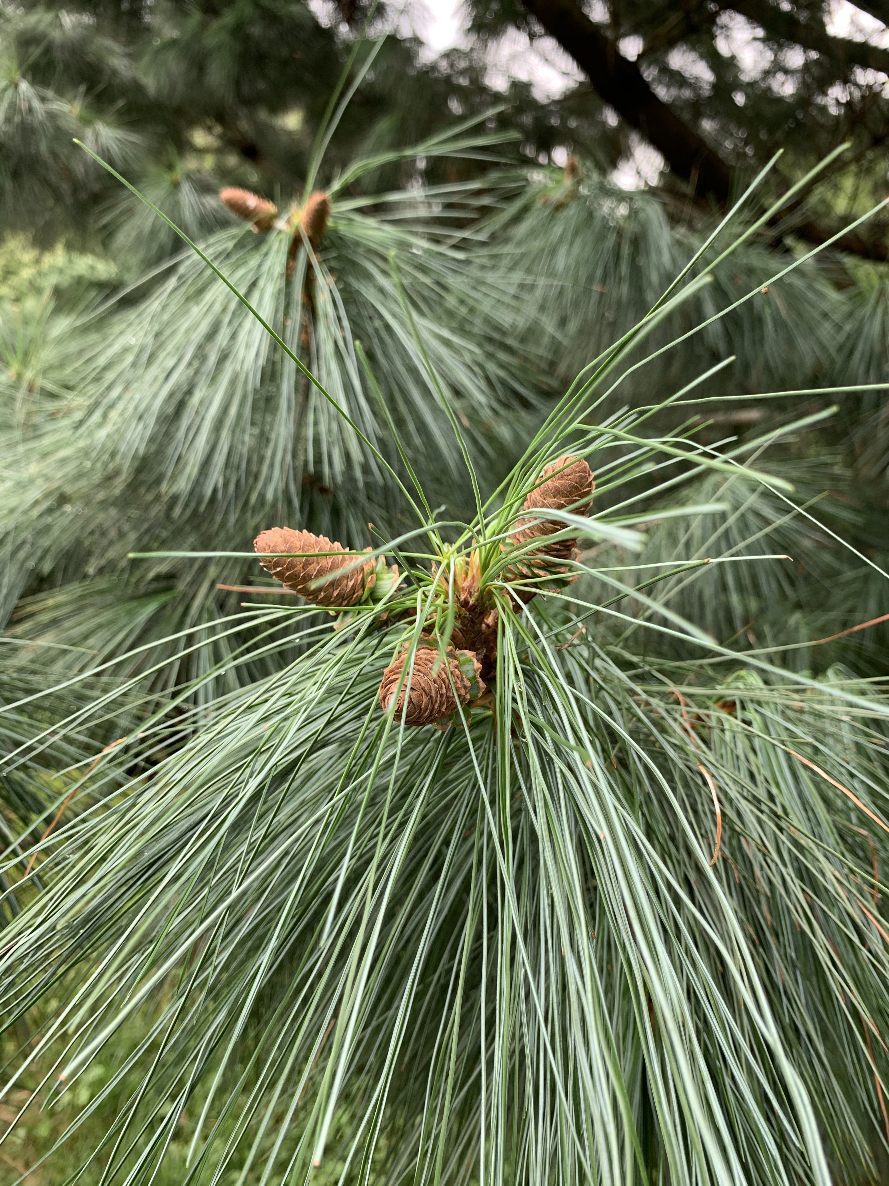 Pinus ayacahuite