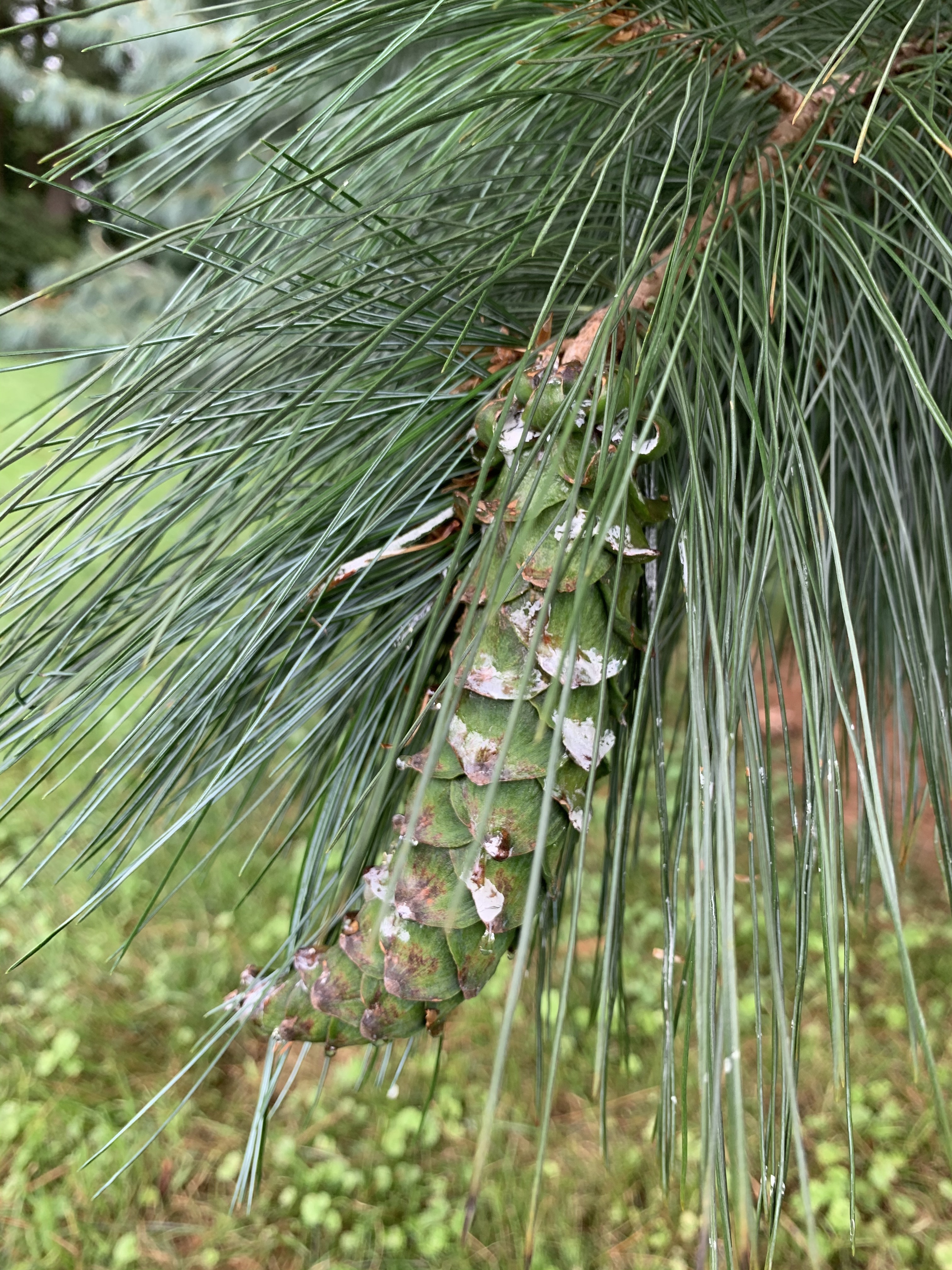 Pinus ayacahuite