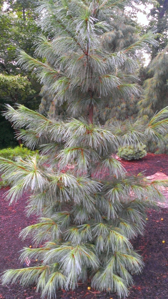 Pinus ayacahuite