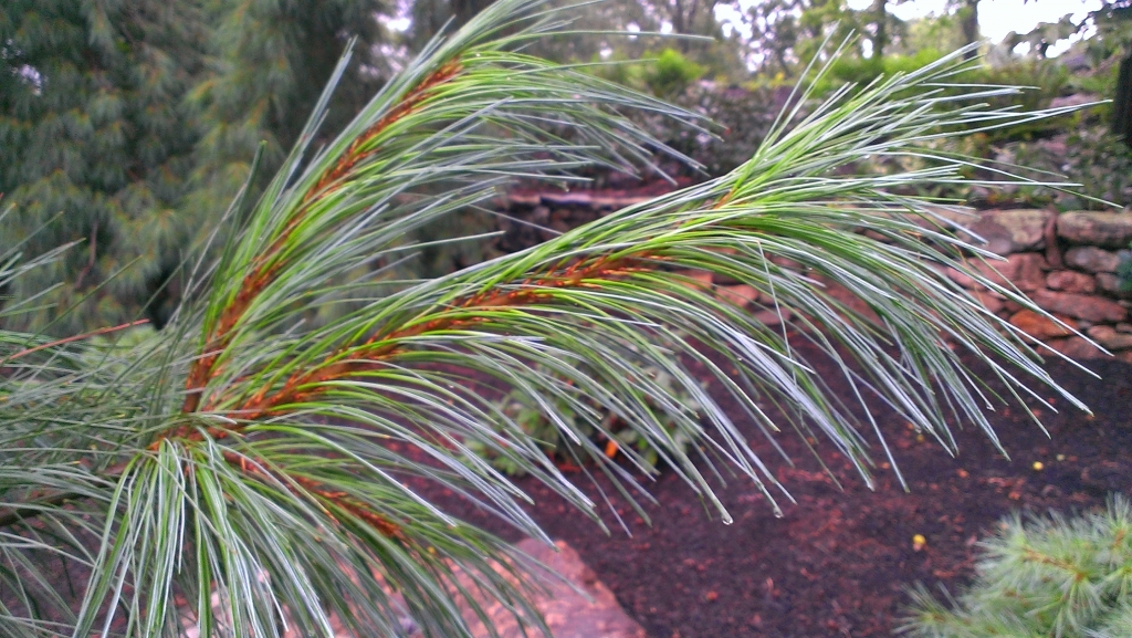 Pinus ayacahuite