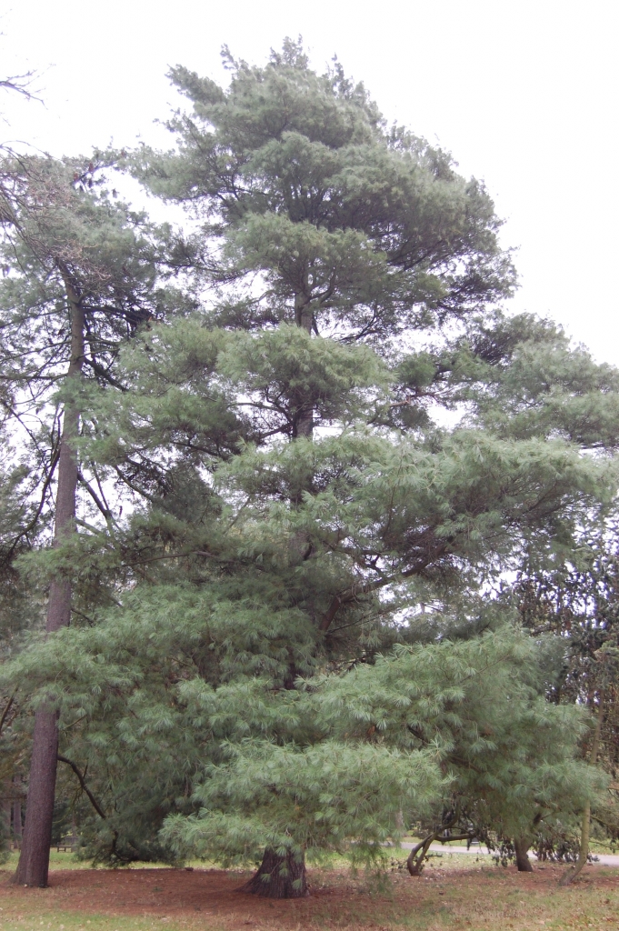 Pinus ayacahuite