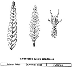 Libocedrus austrocaledonica