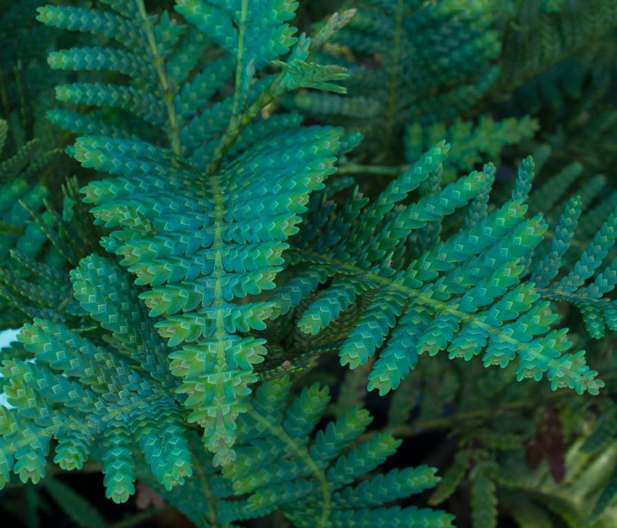 Libocedrus austrocaledonica