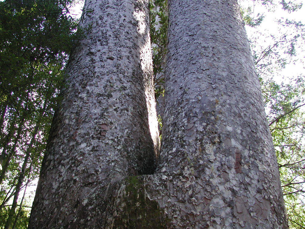 Agathis australis