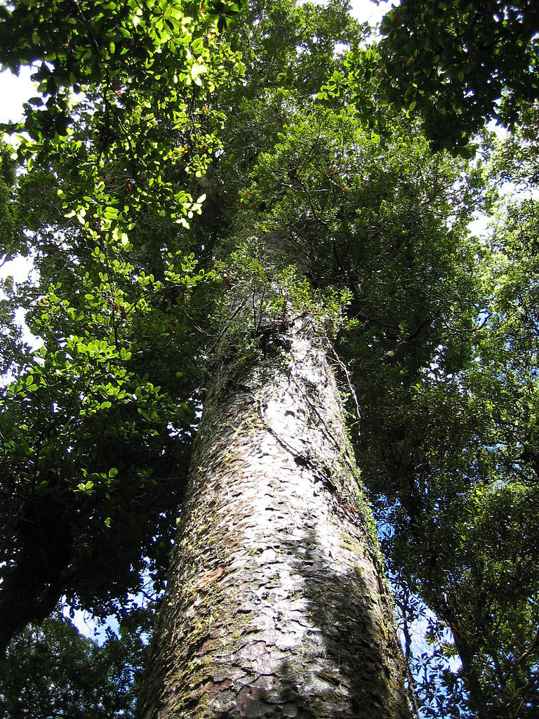 Agathis australis