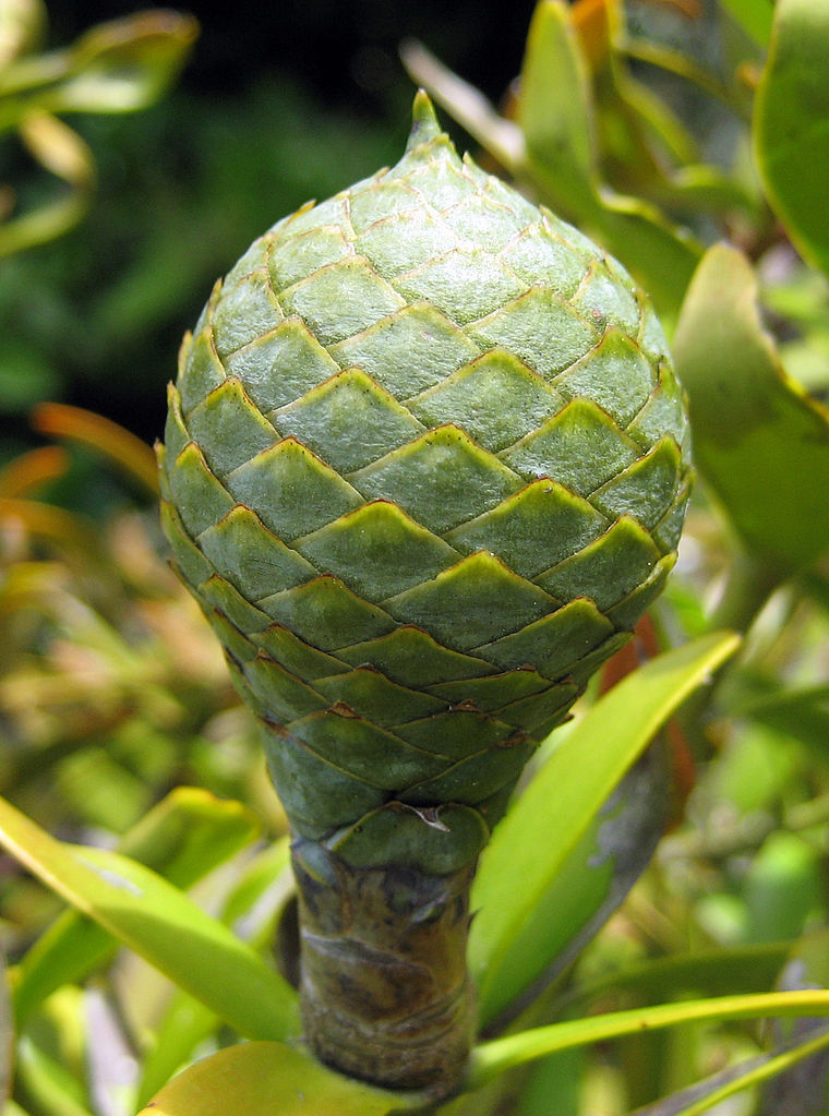 Agathis australis