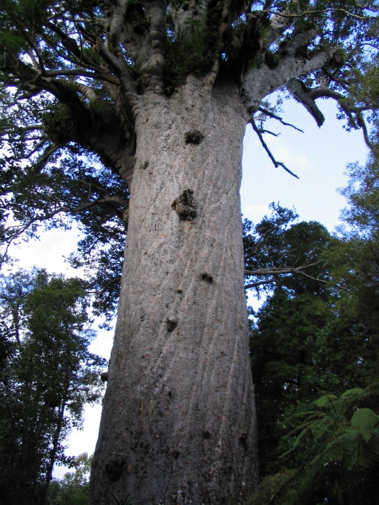 Agathis australis
