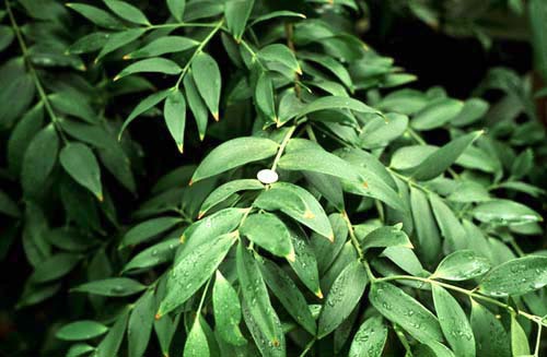 Agathis australis
