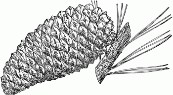 Pinus attenuata