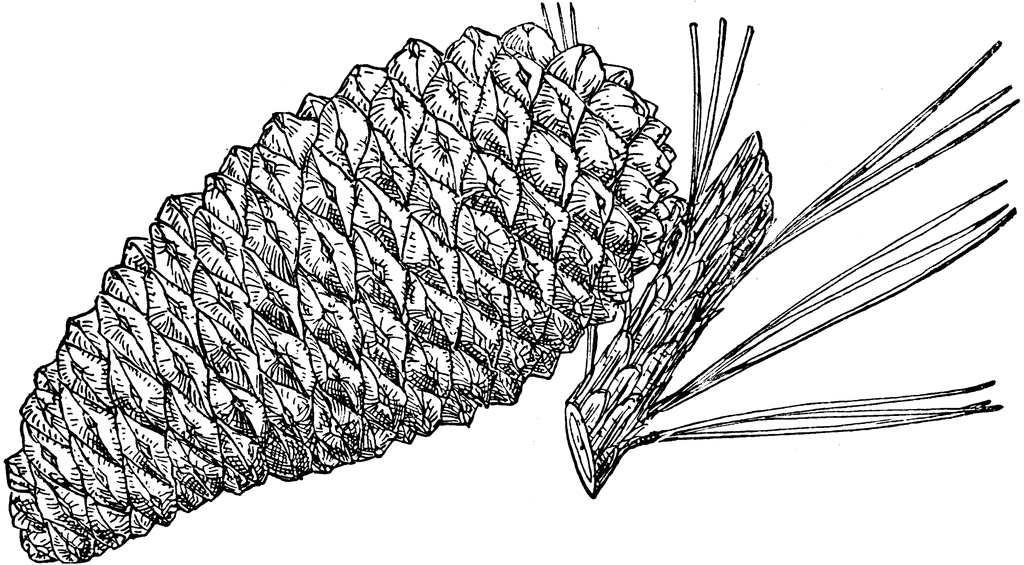 Pinus attenuata