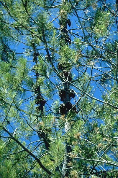 Pinus attenuata