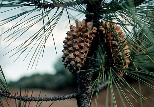 Pinus attenuata