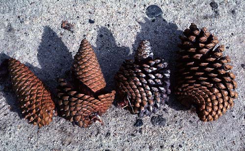 Pinus attenuata
