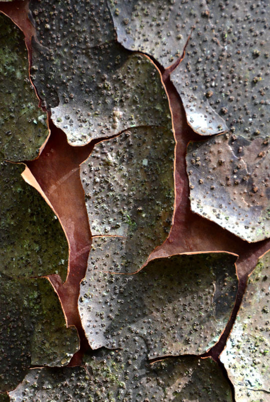 Agathis atropurpurea