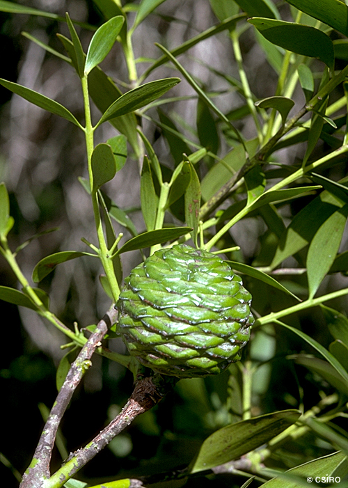 Agathis atropurpurea