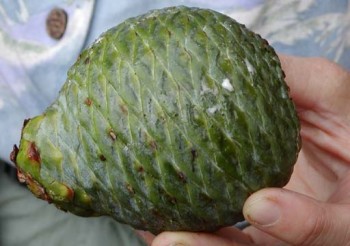 Agathis atropurpurea