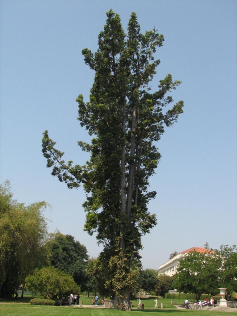 Agathis atropurpurea