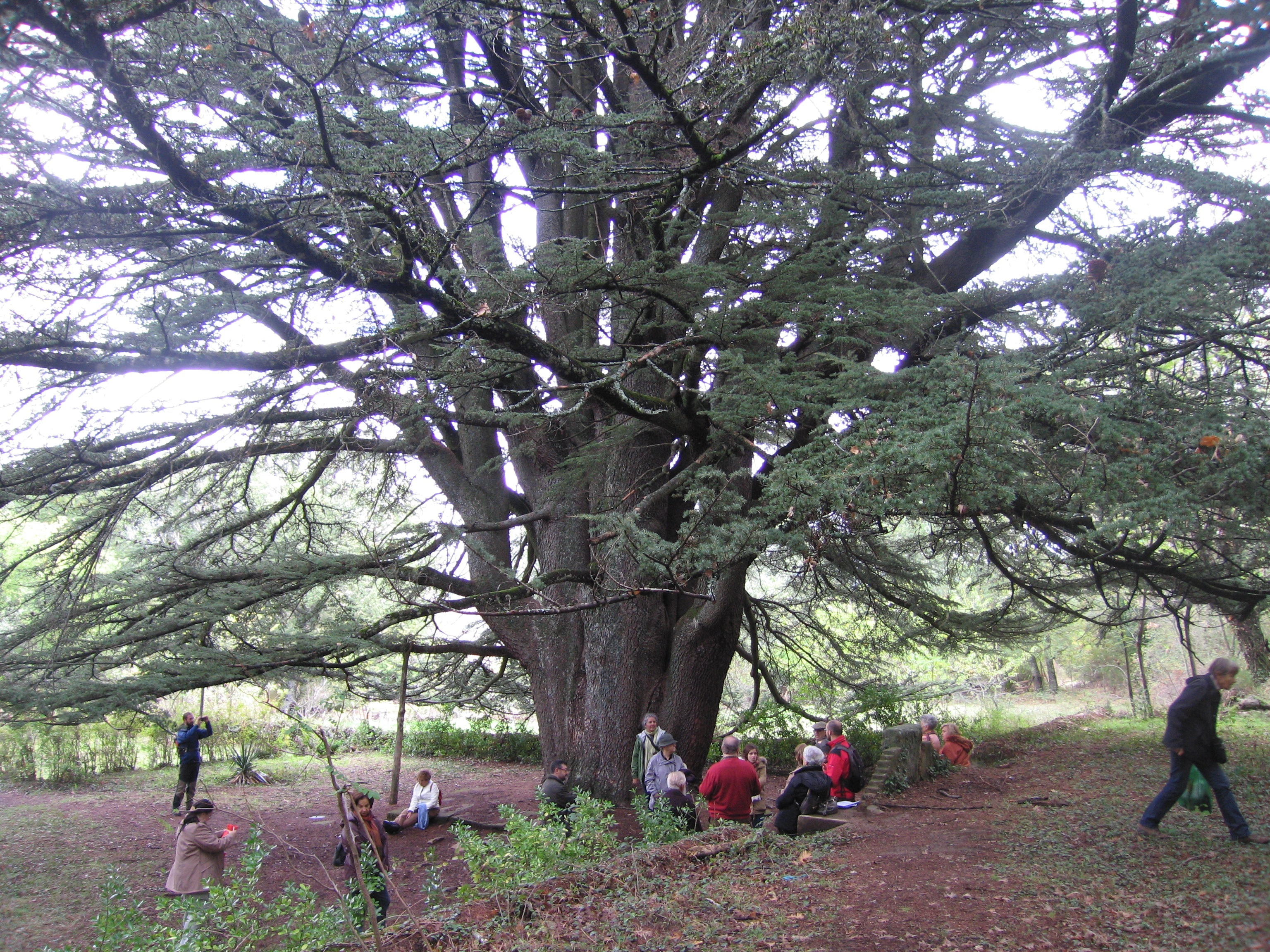 Cedrus atlantica