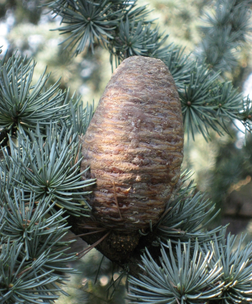 Cedrus atlantica