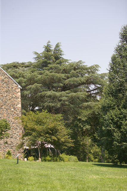 Cedrus atlantica