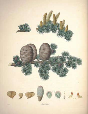 Cedrus atlantica