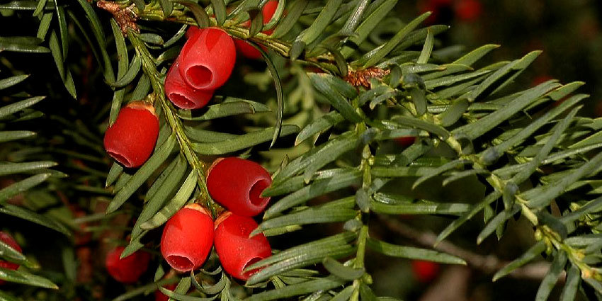 Amentotaxus assamica