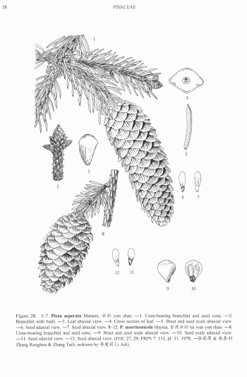 Picea asperata