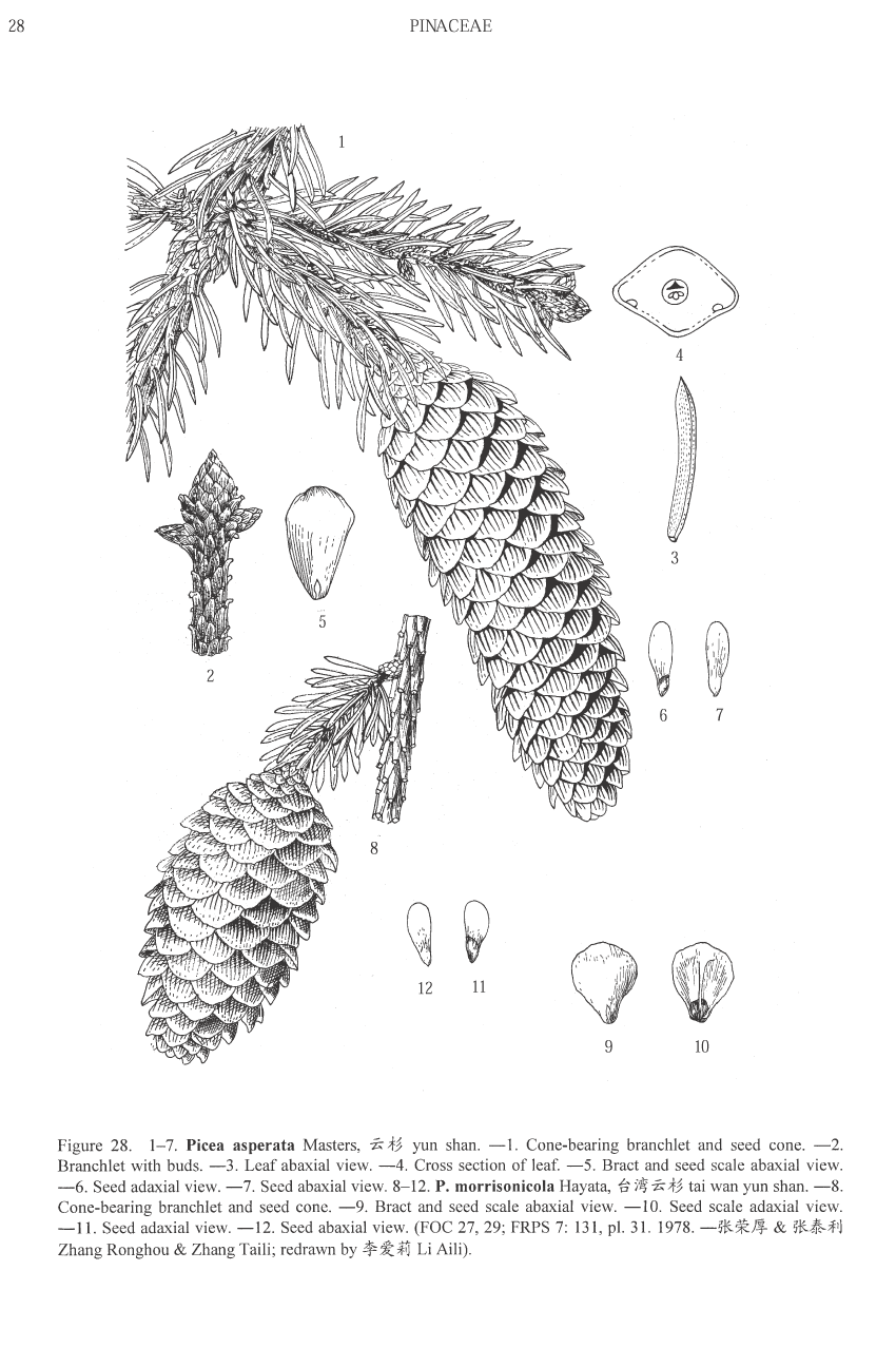 Picea asperata