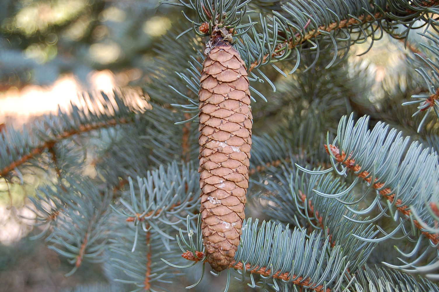 Picea asperata