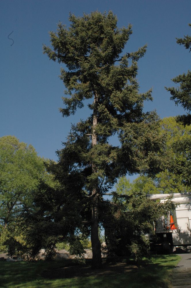 Picea asperata