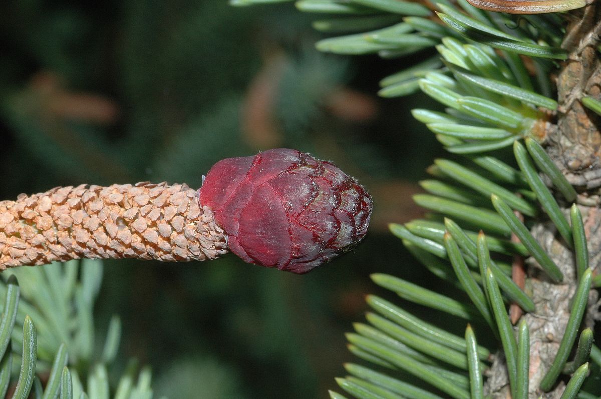 Picea asperata