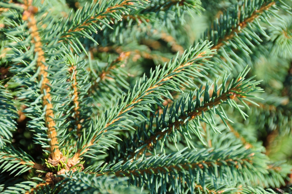 Picea asperata