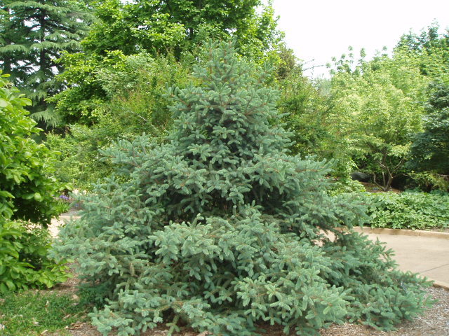 Picea asperata