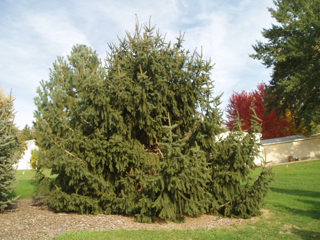 Picea asperata