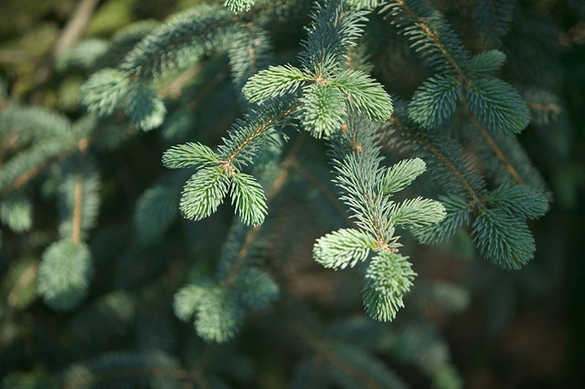 Picea asperata