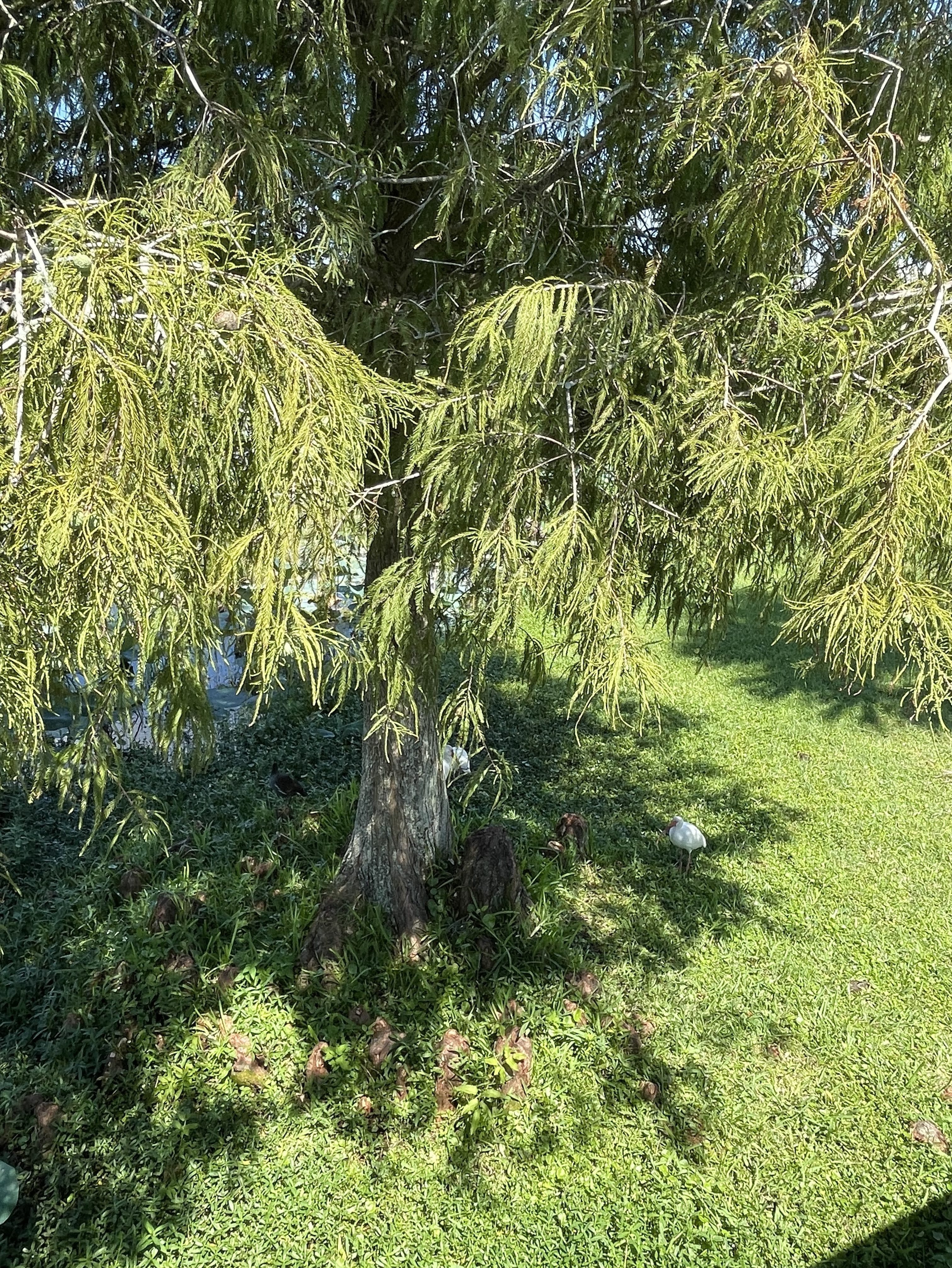 Taxodium ascendens