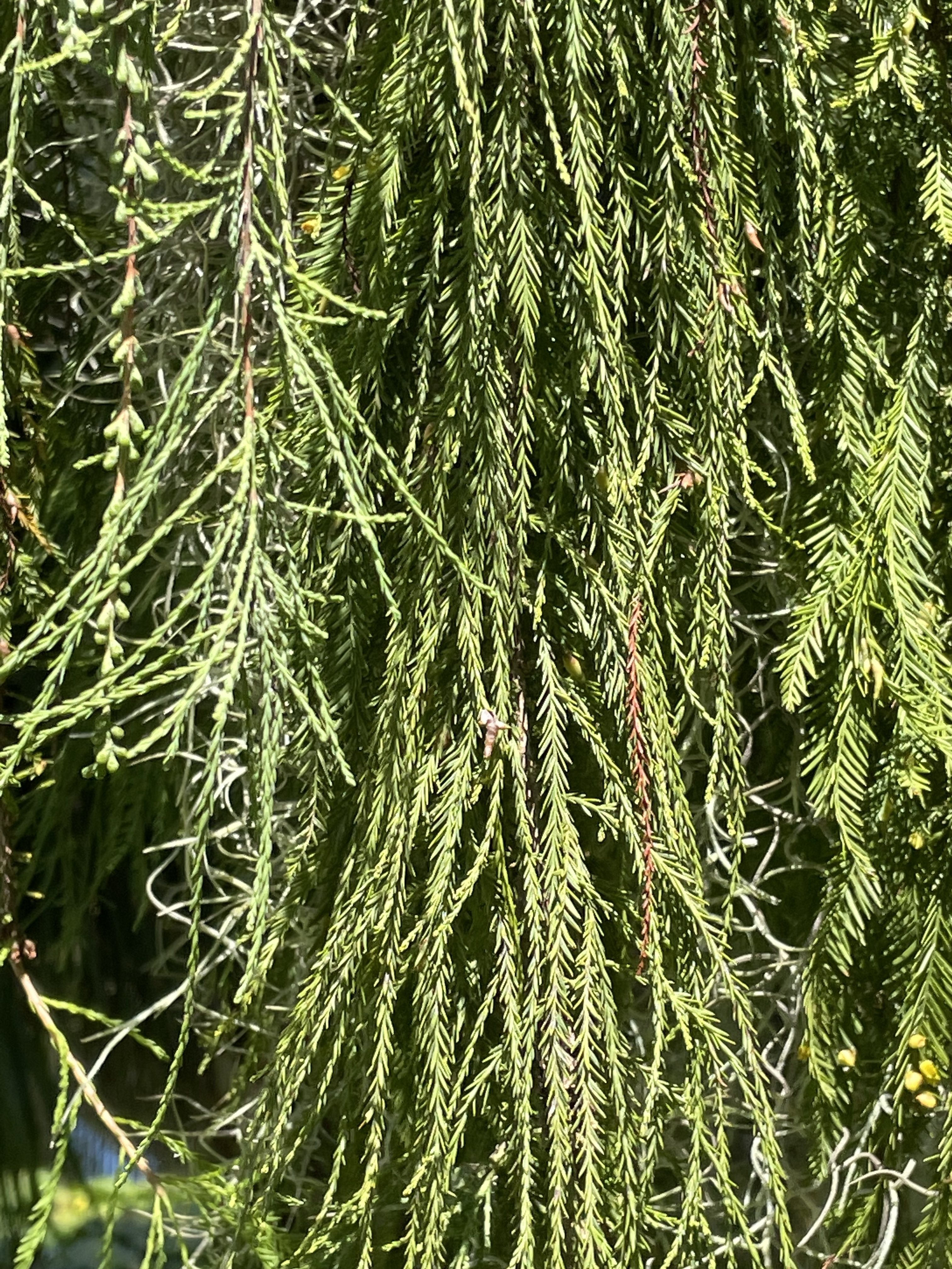 Taxodium ascendens