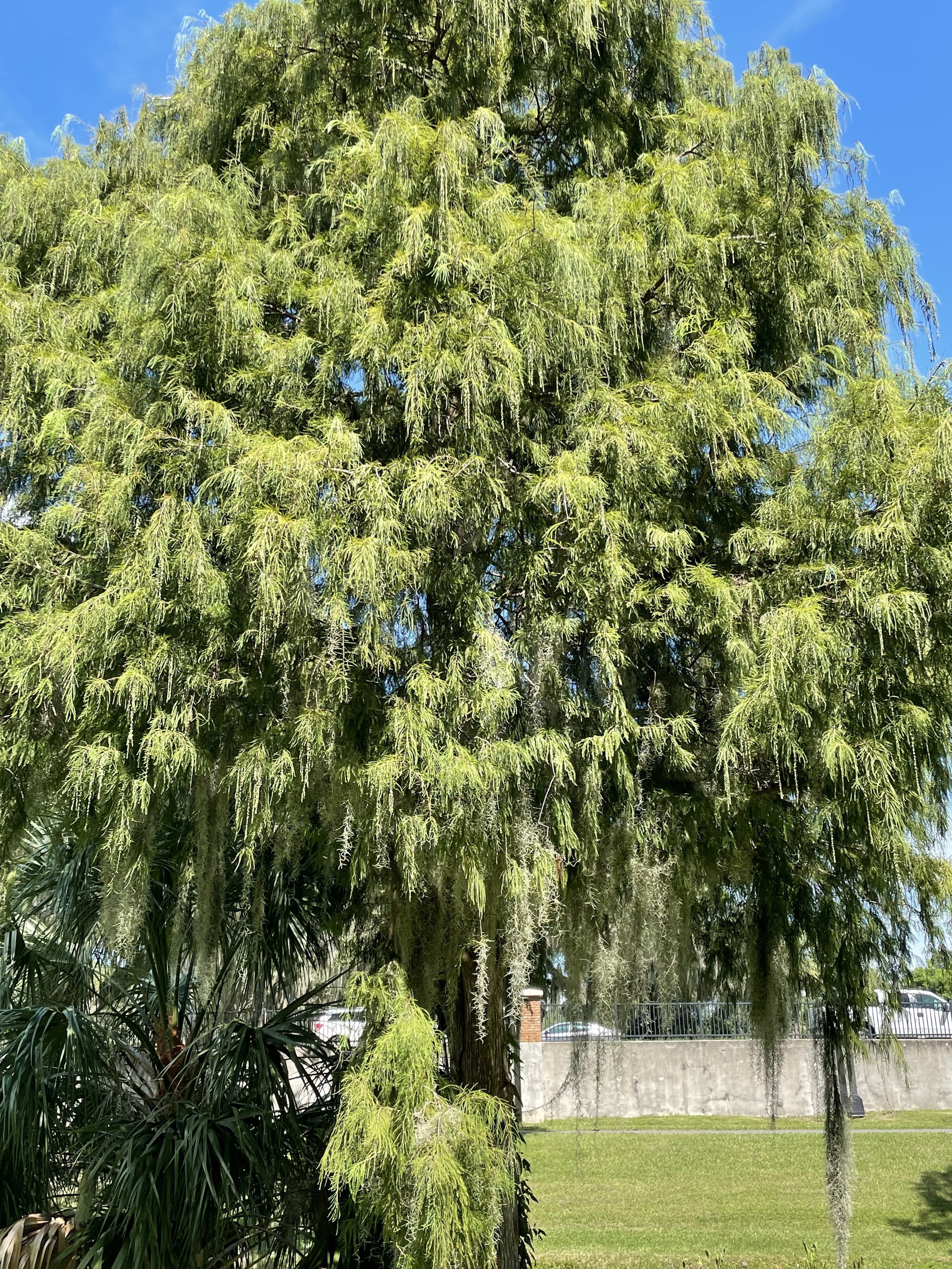 Taxodium ascendens