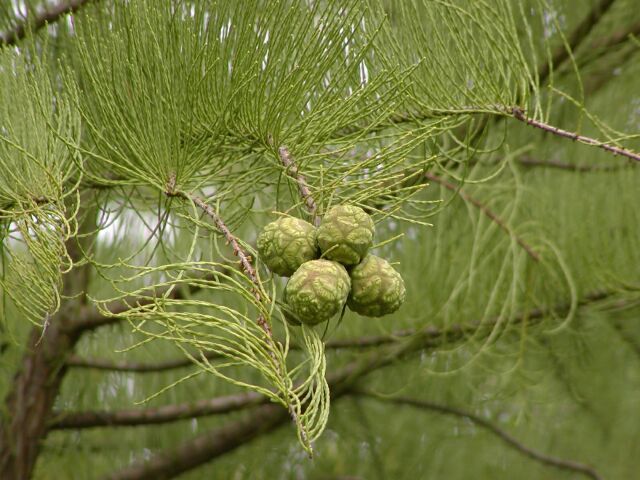 Taxodium ascendens