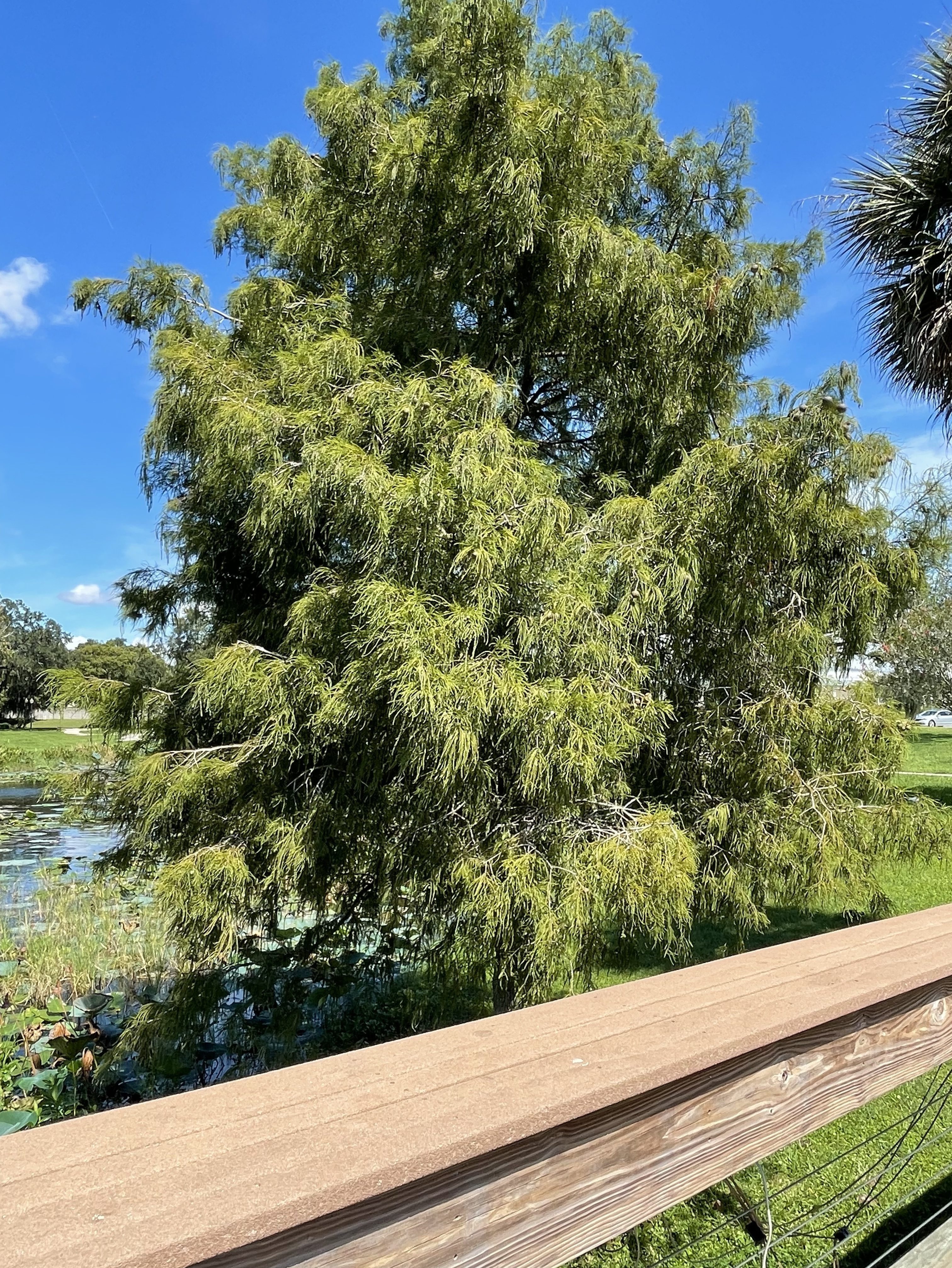 Taxodium ascendens