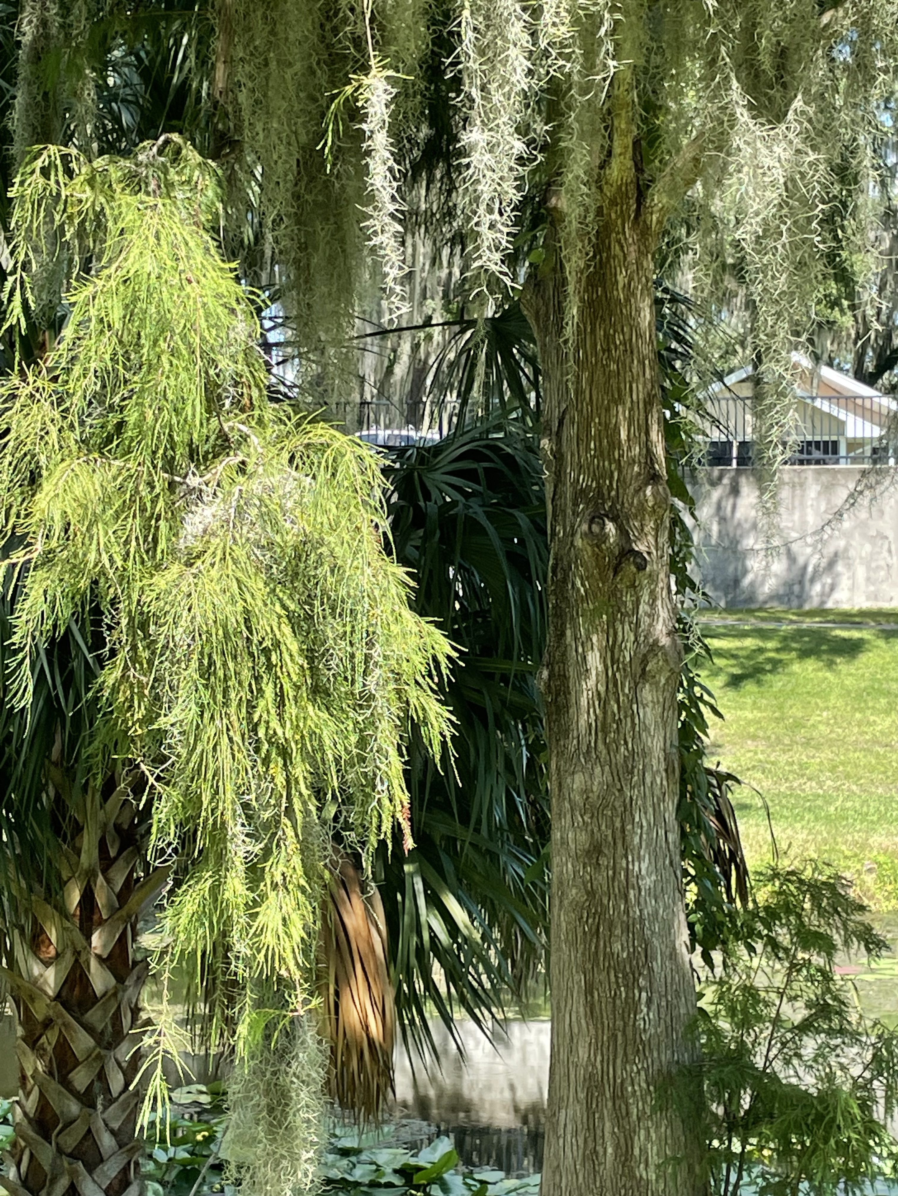 Taxodium ascendens
