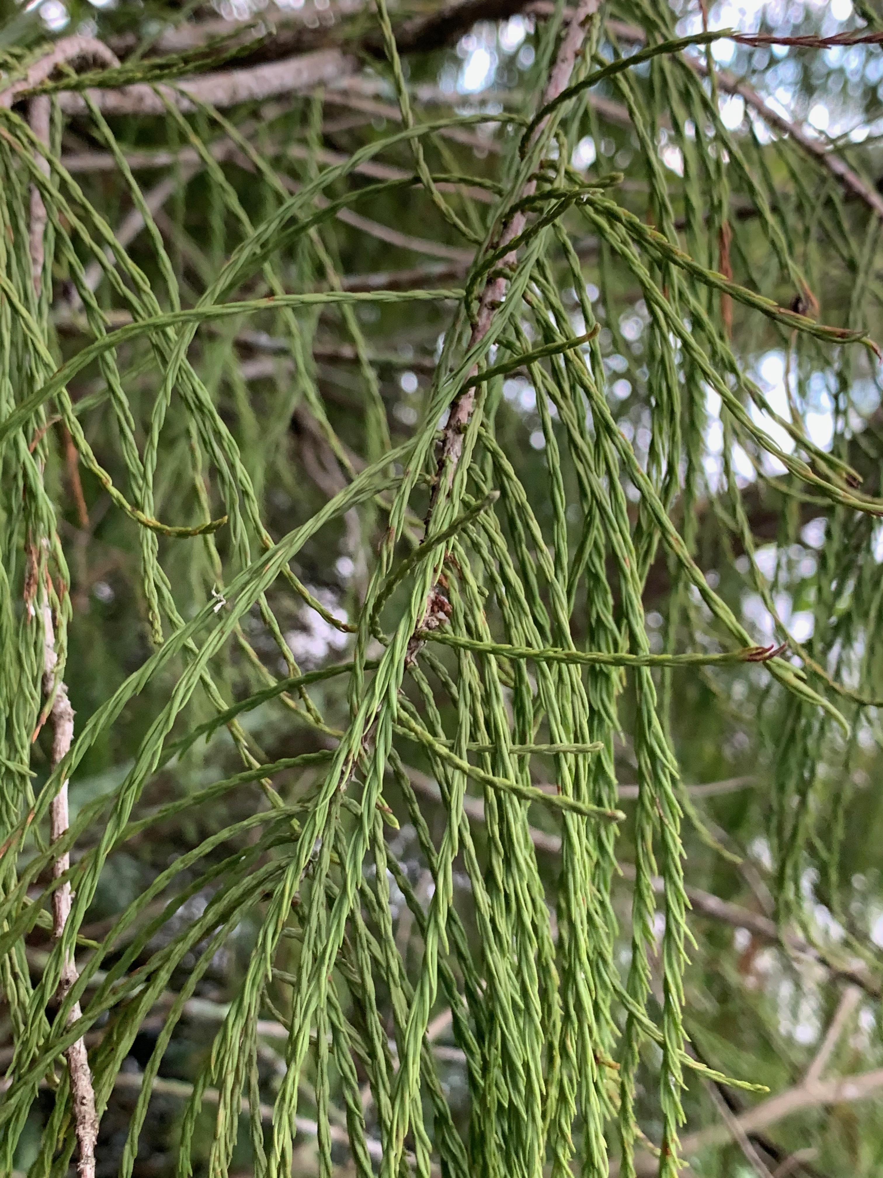 Taxodium ascendens
