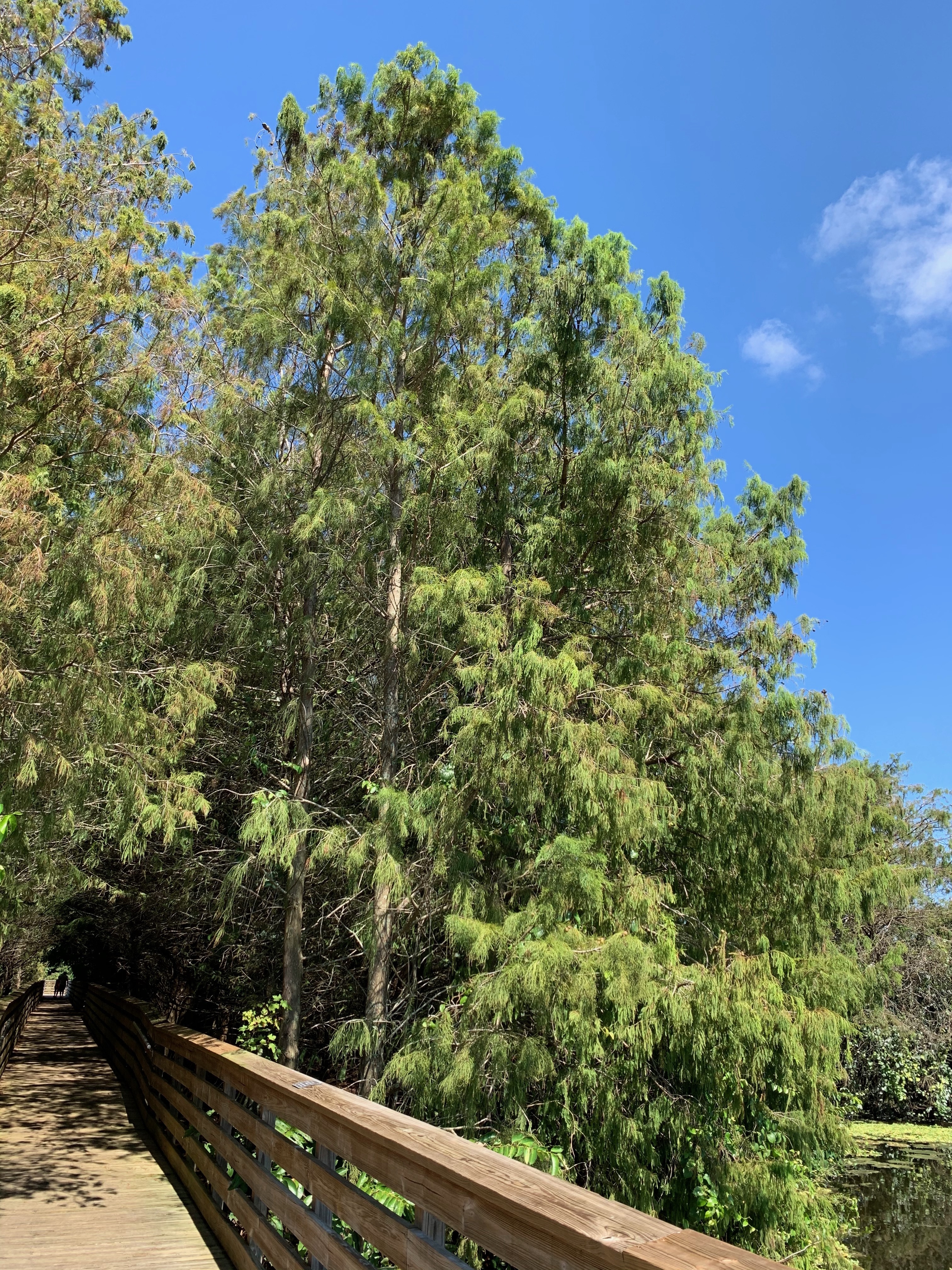 Taxodium ascendens