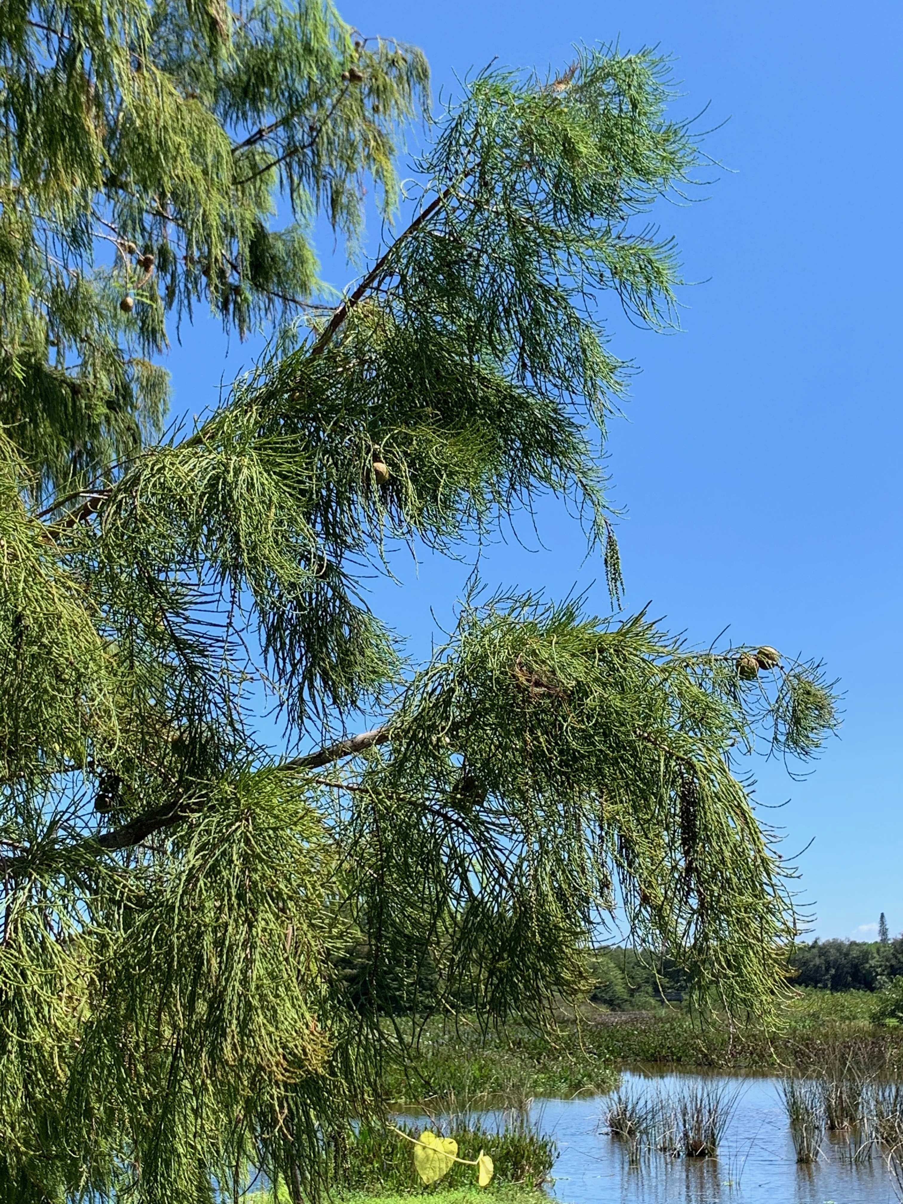 Taxodium ascendens