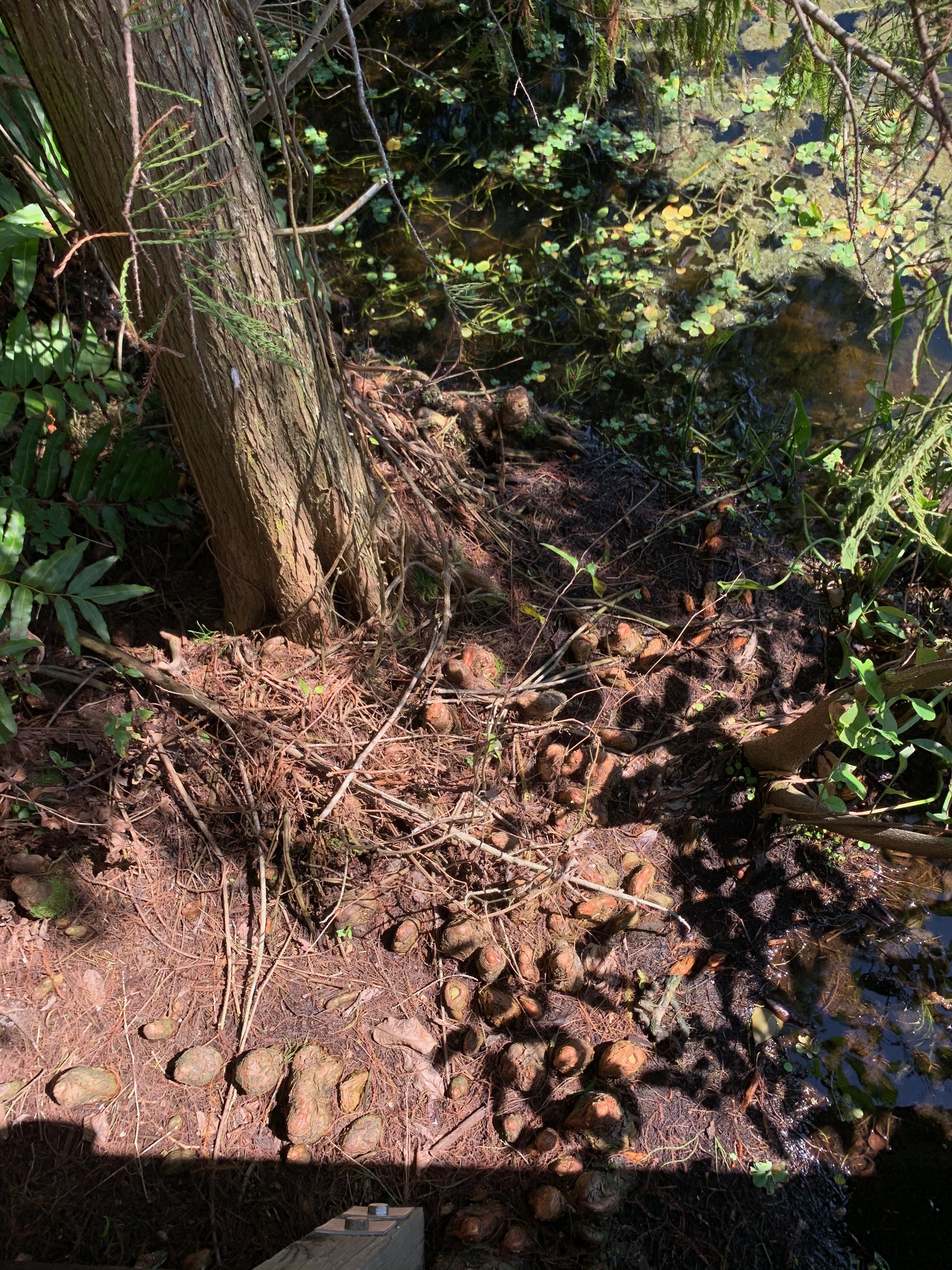 Taxodium ascendens
