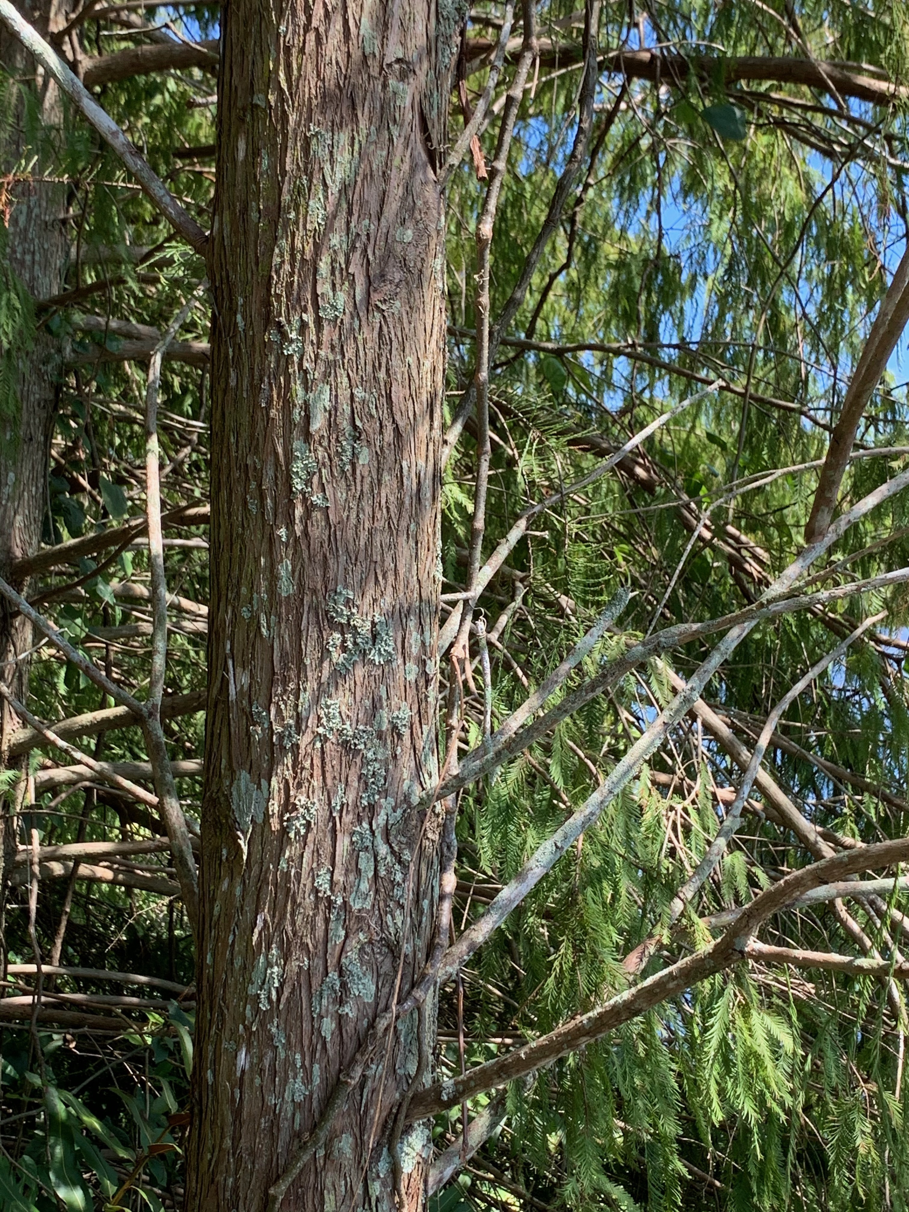 Taxodium ascendens